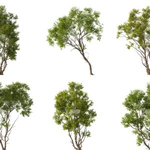 Suedu_Tree_V112_Acacia_confusa (VIP MEMBER)