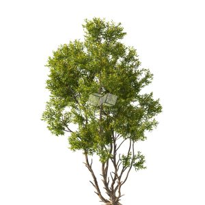 Suedu_Tree_V112_Acacia_confusa (VIP MEMBER)
