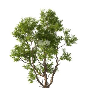 Suedu_Tree_V112_Acacia_confusa (VIP MEMBER)