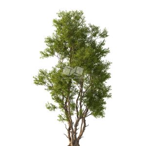 Suedu_Tree_V112_Acacia_confusa (VIP MEMBER)