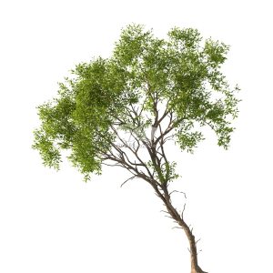 Suedu_Tree_V112_Acacia_confusa (VIP MEMBER)