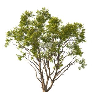 Suedu_Tree_V112_Acacia_confusa (VIP MEMBER)