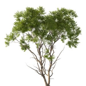 Suedu_Tree_V112_Acacia_confusa (VIP MEMBER)