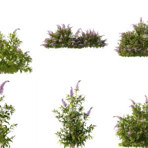 Suedu_Tree_V112_Buddleja_lindleyana (VIP MEMBER)