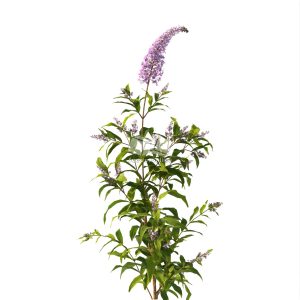 Suedu_Tree_V112_Buddleja_lindleyana (VIP MEMBER)
