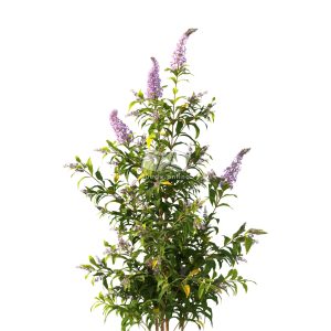 Suedu_Tree_V112_Buddleja_lindleyana (VIP MEMBER)