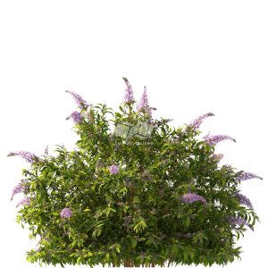 Suedu_Tree_V112_Buddleja_lindleyana (VIP MEMBER)
