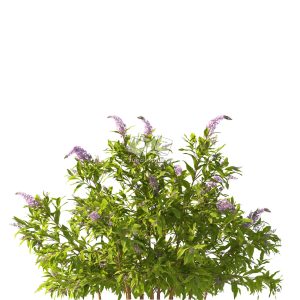 Suedu_Tree_V112_Buddleja_lindleyana (VIP MEMBER)