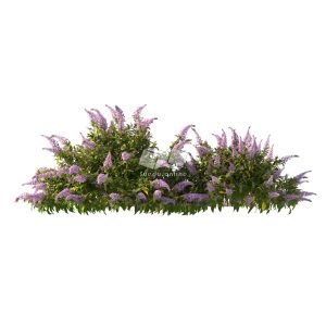 Suedu_Tree_V112_Buddleja_lindleyana (VIP MEMBER)