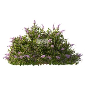 Suedu_Tree_V112_Buddleja_lindleyana (VIP MEMBER)