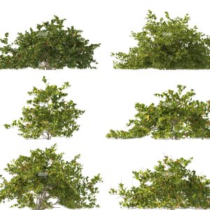 Suedu_Tree_V112_Clerodendrum_inerme (VIP MEMBER)