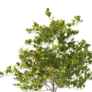 Suedu_Tree_V112_Clerodendrum_inerme (VIP MEMBER)