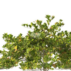 Suedu_Tree_V112_Clerodendrum_inerme (VIP MEMBER)