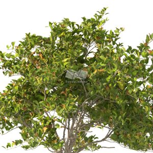 Suedu_Tree_V112_Clerodendrum_inerme (VIP MEMBER)