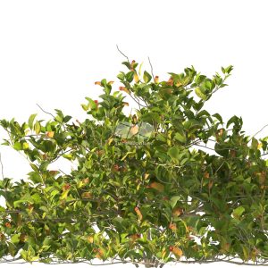 Suedu_Tree_V112_Clerodendrum_inerme (VIP MEMBER)