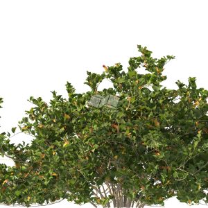 Suedu_Tree_V112_Clerodendrum_inerme (VIP MEMBER)