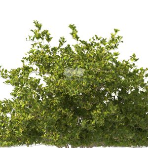 Suedu_Tree_V112_Clerodendrum_inerme (VIP MEMBER)
