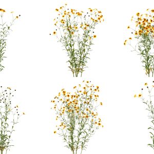 Suedu_Tree_V112_Coreopsis_tinctoria (VIP MEMBER)