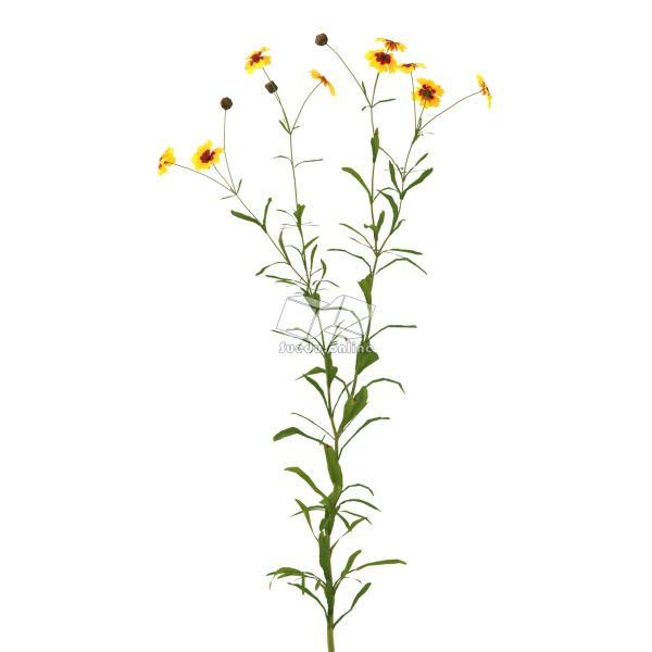 Suedu_Tree_V112_Coreopsis_tinctoria (VIP MEMBER)