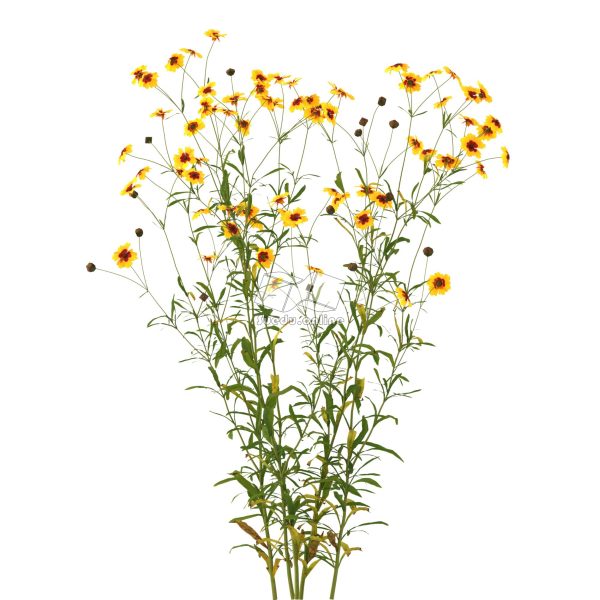 Suedu_Tree_V112_Coreopsis_tinctoria (VIP MEMBER)