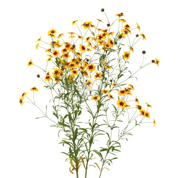 Suedu_Tree_V112_Coreopsis_tinctoria (VIP MEMBER)