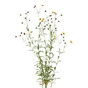 Suedu_Tree_V112_Coreopsis_tinctoria (VIP MEMBER)