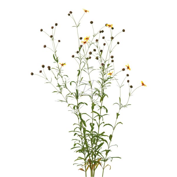 Suedu_Tree_V112_Coreopsis_tinctoria (VIP MEMBER)