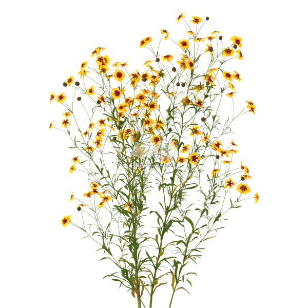 Suedu_Tree_V112_Coreopsis_tinctoria (VIP MEMBER)
