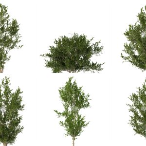 Suedu_Tree_V112_Eurya_emarginata (VIP MEMBER)