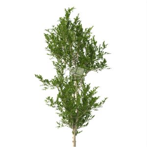 Suedu_Tree_V112_Eurya_emarginata (VIP MEMBER)