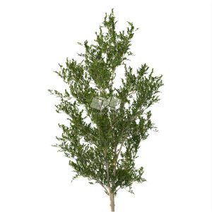 Suedu_Tree_V112_Eurya_emarginata (VIP MEMBER)