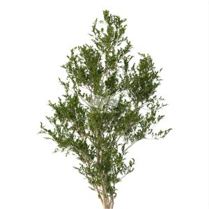 Suedu_Tree_V112_Eurya_emarginata (VIP MEMBER)