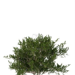 Suedu_Tree_V112_Eurya_emarginata (VIP MEMBER)
