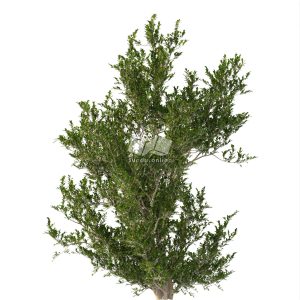 Suedu_Tree_V112_Eurya_emarginata (VIP MEMBER)