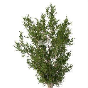 Suedu_Tree_V112_Eurya_emarginata (VIP MEMBER)