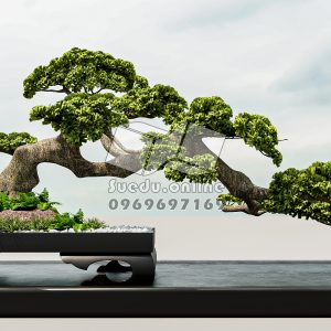 BONSAI_SUEDU_TREE_06 (VIP MEMBER)