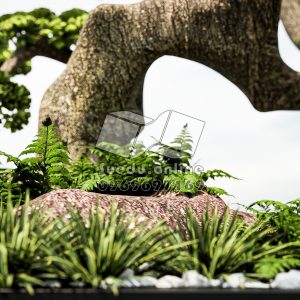 BONSAI_SUEDU_TREE_06 (VIP MEMBER)