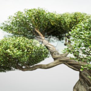 BONSAI_SUEDU_TREE_09 (VIP MEMBER)
