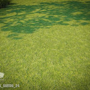 SUEDU_GRASS_24