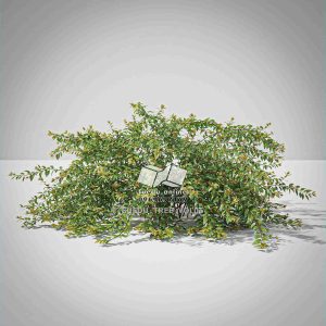 Suedu_Tree_V6_Abelia_x_grandiflora