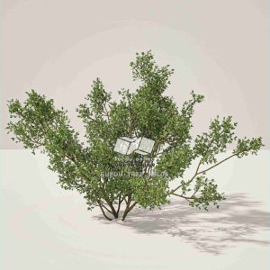 Suedu_Tree_V6_Larrea_tridentata