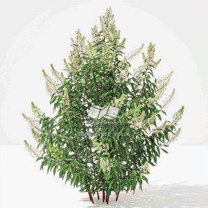 Suedu_Tree_V6_Spiraea_alba