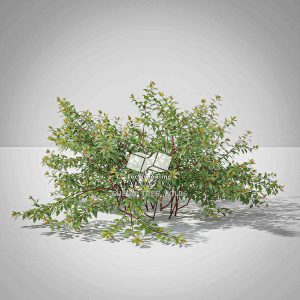 Suedu_Tree_V6_Abelia_x_grandiflora