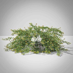Suedu_Tree_V6_Abelia_x_grandiflora