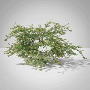 Suedu_Tree_V6_Abelia_x_grandiflora