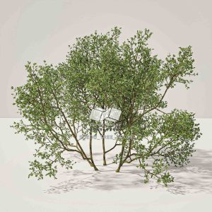 Suedu_Tree_V6_Larrea_tridentata
