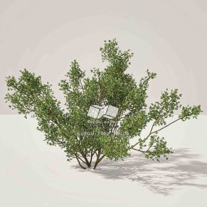 Suedu_Tree_V6_Larrea_tridentata