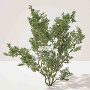 Suedu_Tree_V6_Larrea_tridentata
