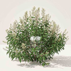 Suedu_Tree_V6_Spiraea_alba