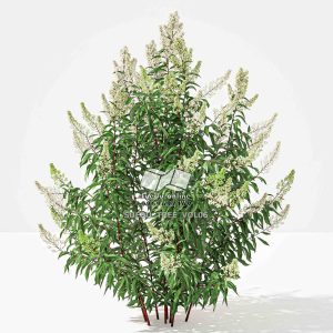 Suedu_Tree_V6_Spiraea_alba